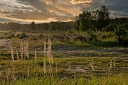 Wahner Heide (c) Detlef Buxmann