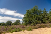 Wahner Heide (c) Detlef Buxmann
