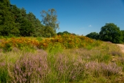 Wahner Heide (c) Detlef Buxmann