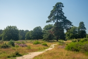 Wahner Heide (c) Detlef Buxmann