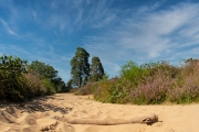 Wahner Heide (c) Detlef Buxmann
