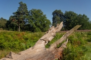 Wahner Heide (c) Detlef Buxmann