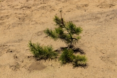 Wahner Heide (c) Hans Peter Eckstein