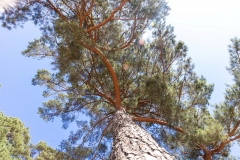 Wahner Heide (c) Hans Peter Eckstein