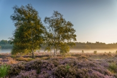Wahner Heide (c) Andreas Otto