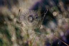 Wahner Heide (c) Andreas Otto