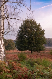 Wahner Heide (c) Astrid Padberg