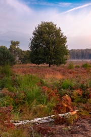 Wahner Heide (c) Astrid Padberg