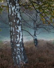 Wahner Heide (c) Astrid Padberg