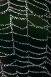 Wahner Heide (c) Astrid Padberg