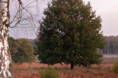 Wahner Heide (c) Astrid Padberg