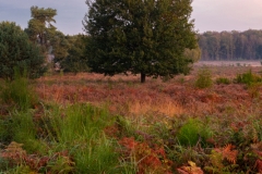 Wahner Heide (c) Astrid Padberg