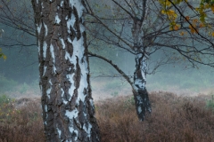Wahner Heide (c) Astrid Padberg