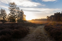Wahner Heide (c) Astrid Padberg