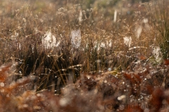 Wahner Heide (c) Astrid Padberg