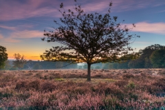 Wahner Heide (c) Astrid Padberg
