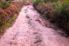 Wahner Heide (c) Astrid Padberg