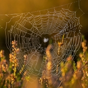 Wahner Heide (c) Detlef Buxmann