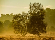 Wahner Heide (c) Detlef Buxmann