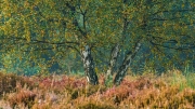 Wahner Heide (c) Gerd Baumann