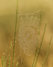 Wahner Heide (c) Gerd Baumann