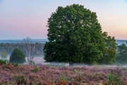 Wahner Heide (c) Gerd Baumann