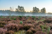 Wahner Heide (c) Gerd Baumann