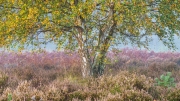 Wahner Heide (c) Gerd Baumann