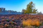 Wahner Heide (c) Gerd Baumann