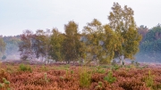 Wahner Heide (c) Gerd Baumann