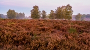 Wahner Heide (c) Gerd Baumann