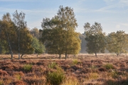 Wahner Heide (c) Ulrike Kaulfuß