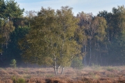 Wahner Heide (c) Ulrike Kaulfuß