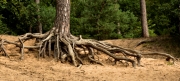 Wahner Heide (c) Ulrike Kaulfuß