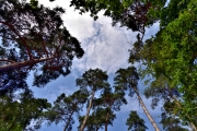 Wahner Heide (c) Ulrike Kaulfuß