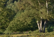 Wahner Heide (c) Ulrike Kaulfuß