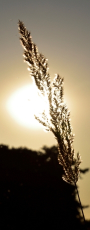 Wahner Heide (c) Ulrike Kaulfuß