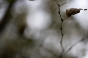 Herbst (c) Andrea Hermann
