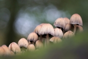 Herbst (c) Andrea Hermann