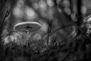 (c) Andreas Otto