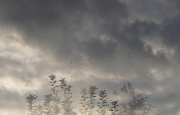 Herbst (c) Annette Ulrich