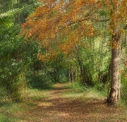 Herbst (c) Annette Ulrich