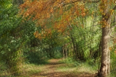 Herbst (c) Annette Ulrich