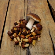 Herbst (c) Astrid Padberg
