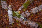 Herbst (c) Astrid Padberg
