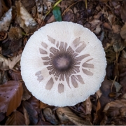 Herbst (c) Astrid Padberg