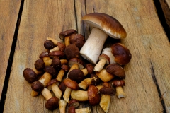 Herbst (c) Astrid Padberg