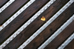 Herbst (c) Astrid Padberg