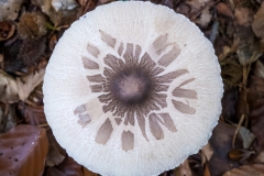 Herbst (c) Astrid Padberg