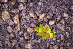 Herbst (c) Astrid Padberg